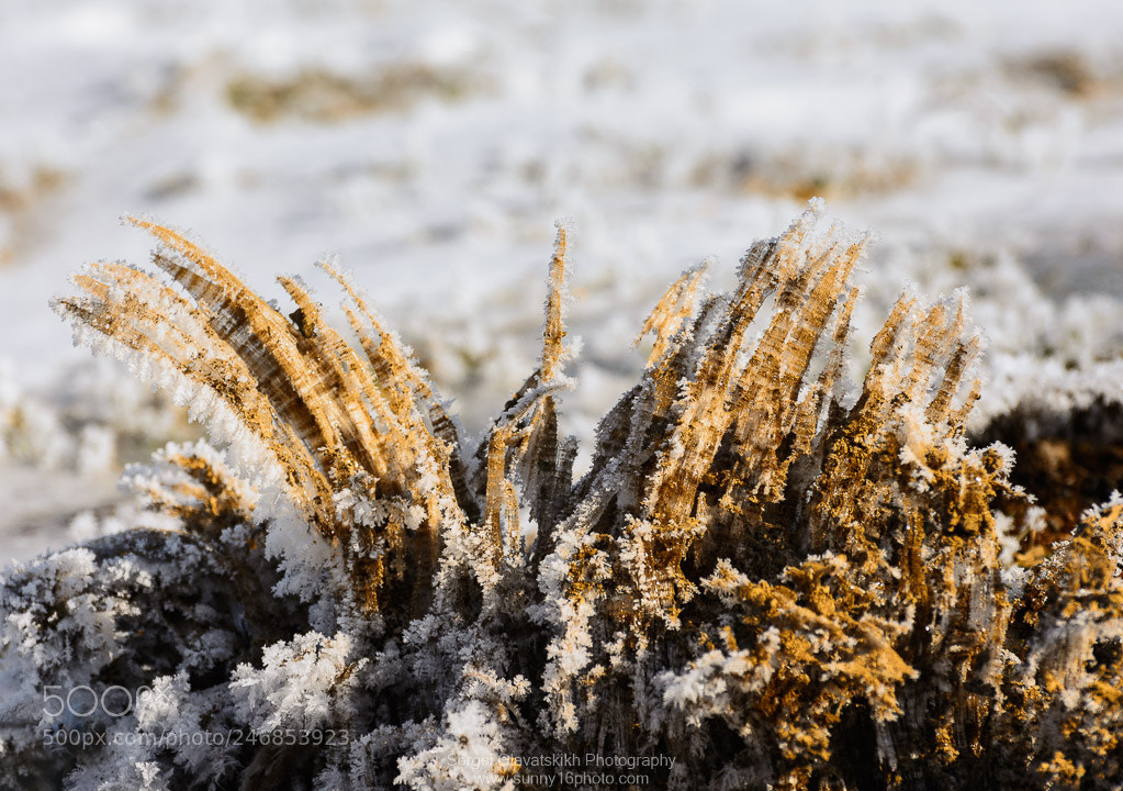 Nikon D7100 sample photo. Warm ground + frost photography