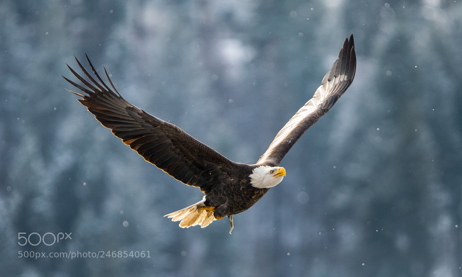 Nikon D810 sample photo. Afternoon glide photography