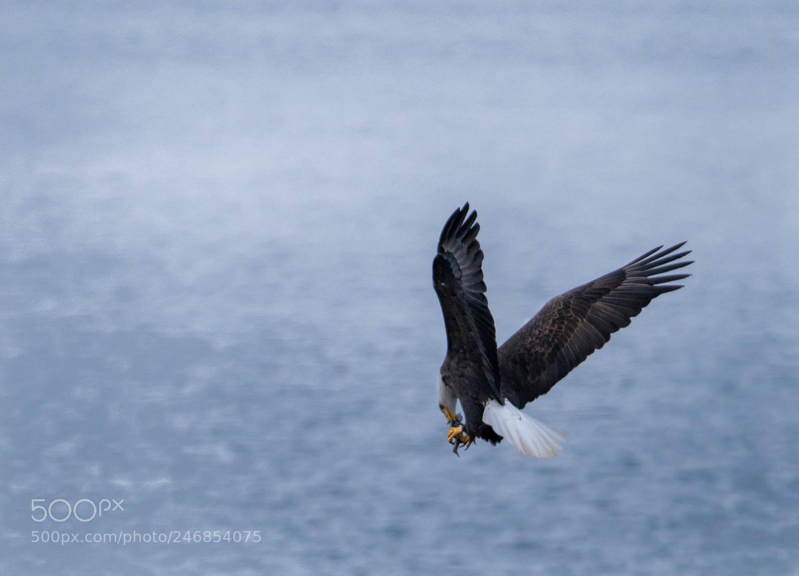 Nikon D810 sample photo. Got it! photography