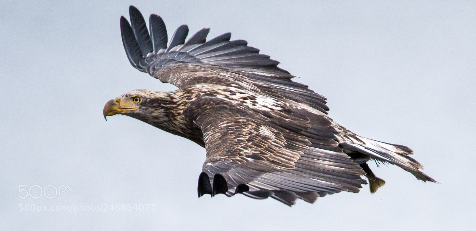 Nikon D810 sample photo. Young eagle with fish photography