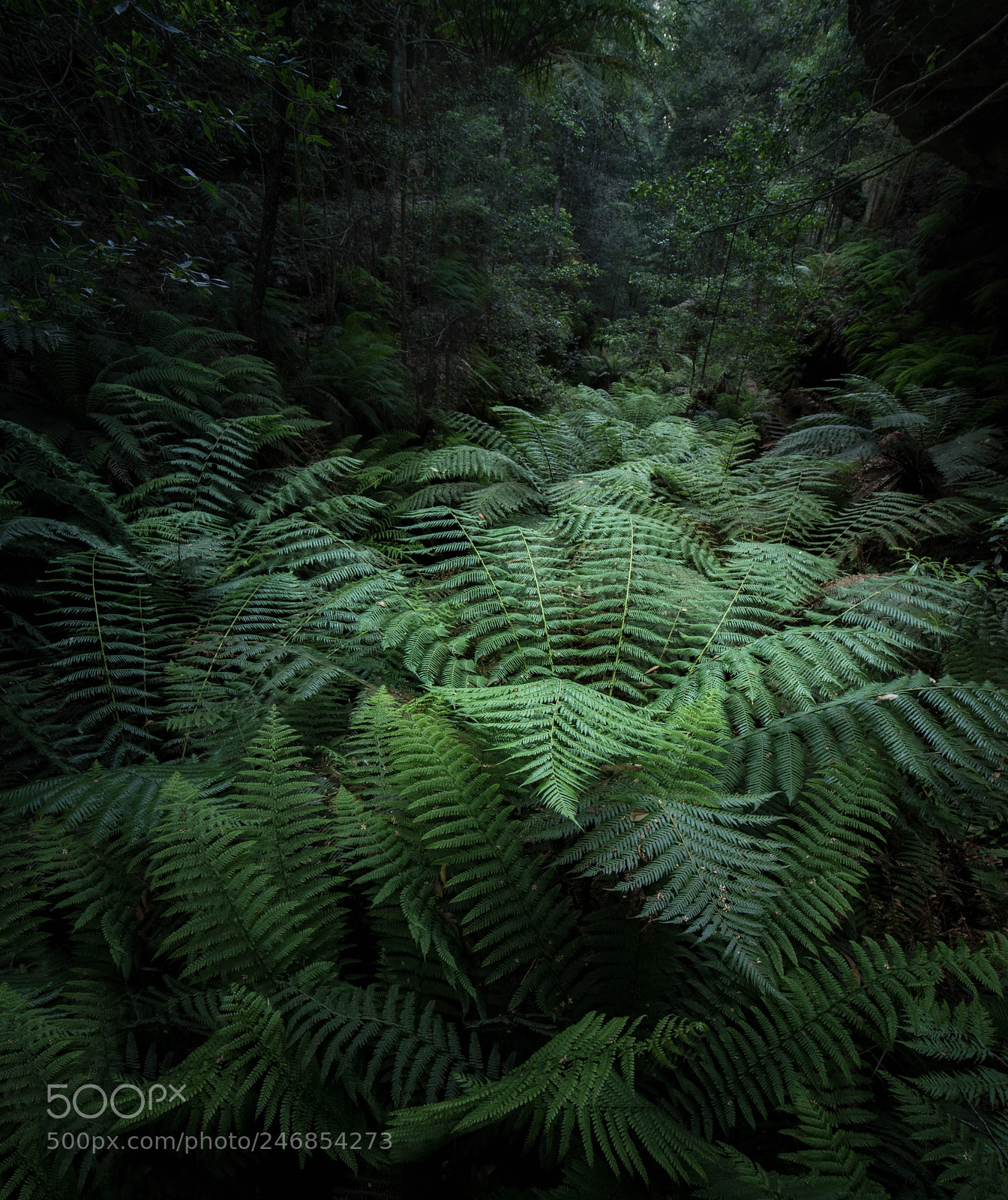 Pentax K-1 sample photo. Ferns and more ferns photography