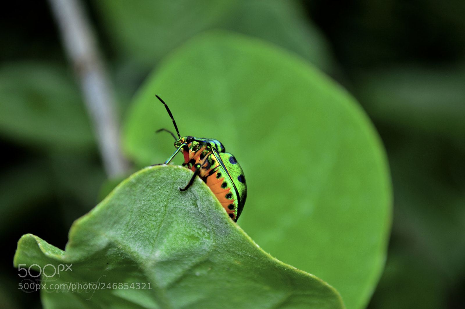 Nikon D3200 sample photo. Green beetle photography