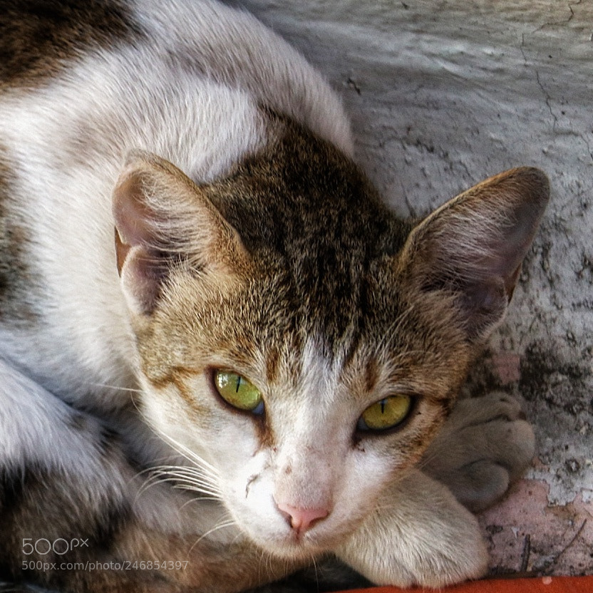 Canon EOS 750D (EOS Rebel T6i / EOS Kiss X8i) sample photo. Untitled photography
