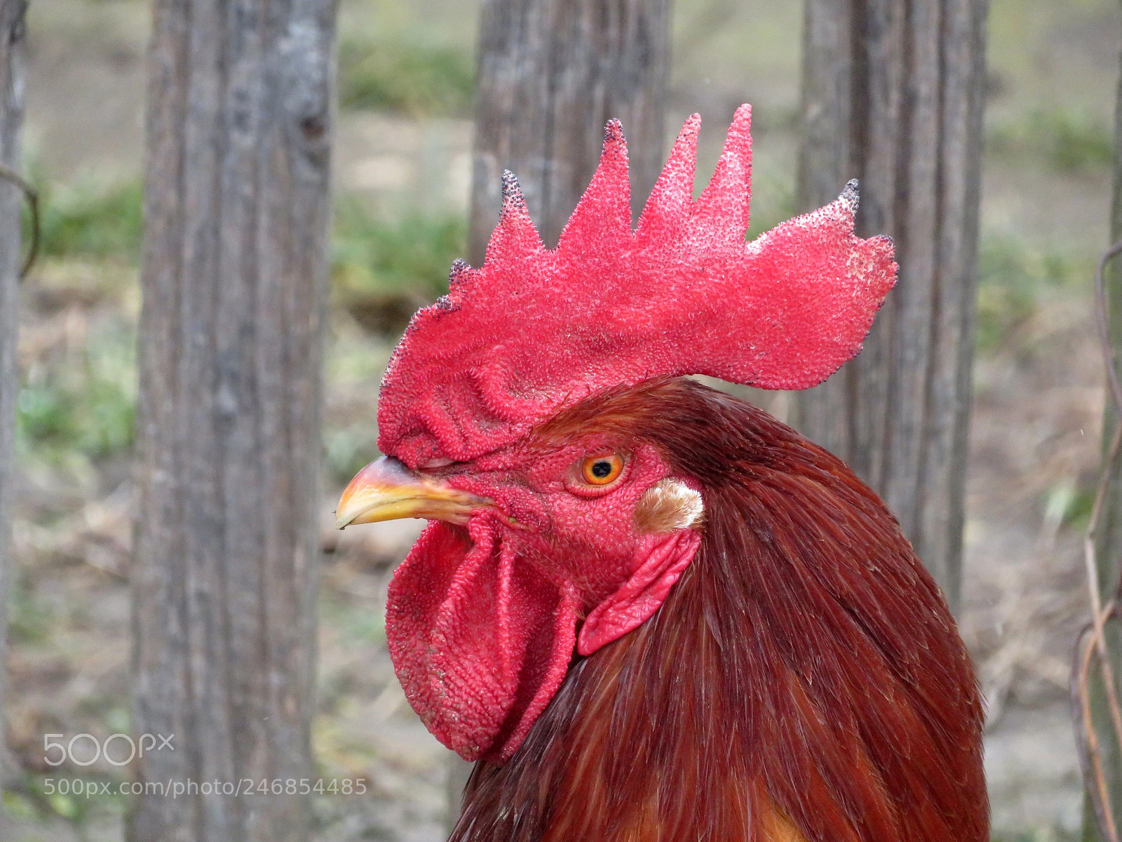 Canon PowerShot SX720 HS sample photo. Rural bully photography