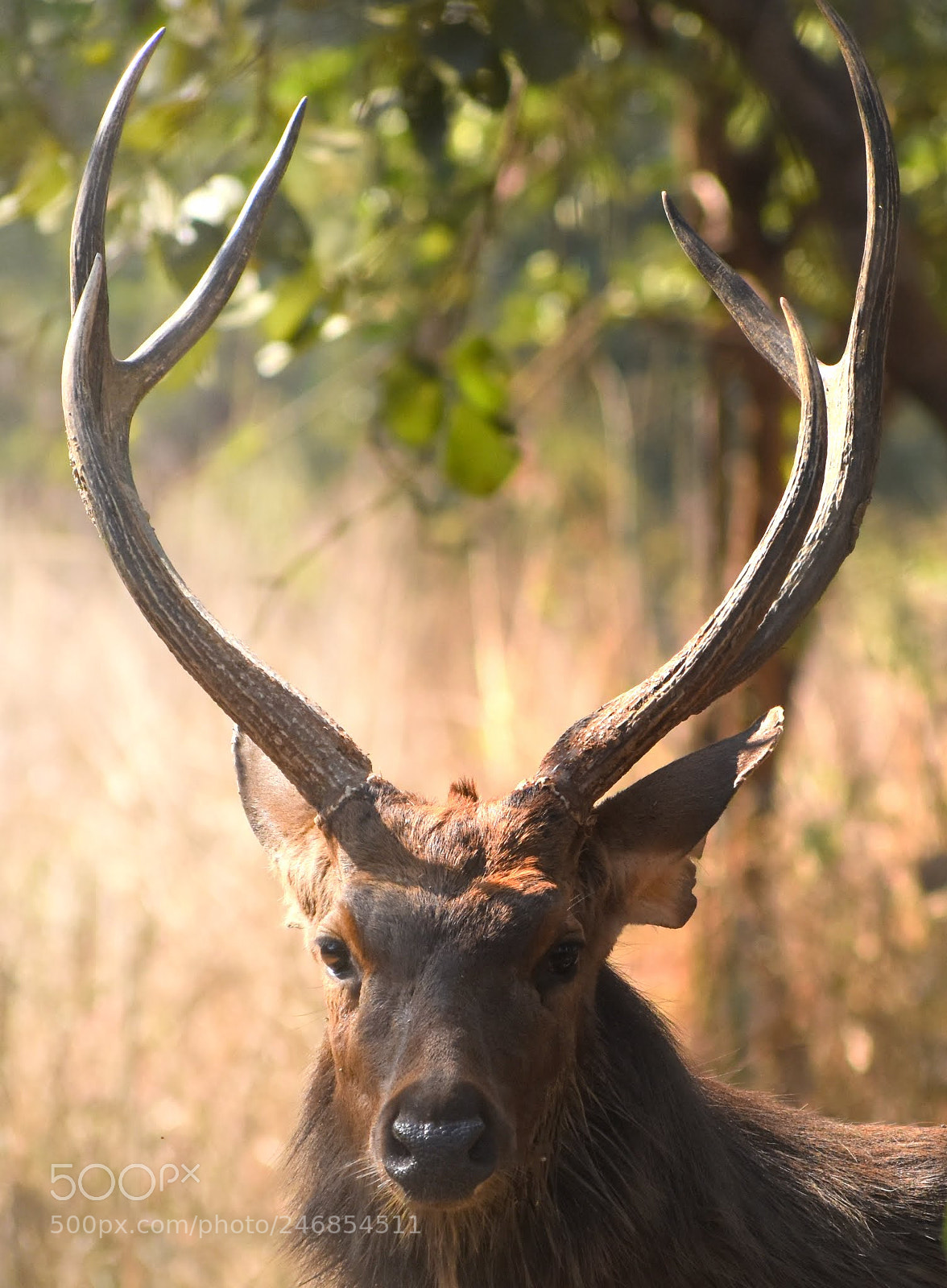 Nikon D7200 sample photo. Sambar photography