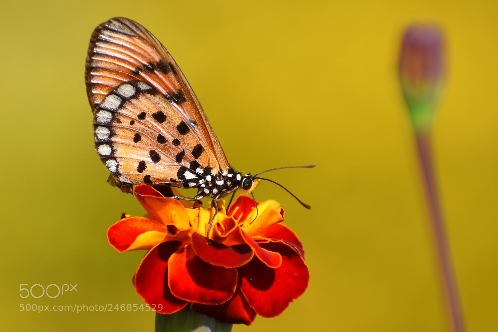 Nikon D7200 sample photo. Flower photography