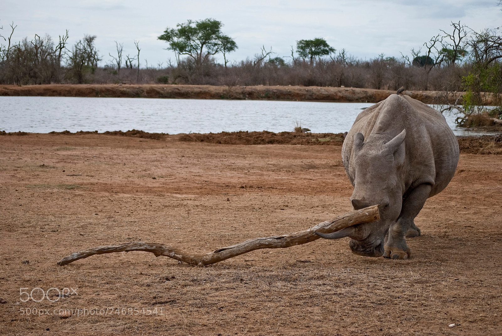 Nikon D3000 sample photo. A white rhino playing photography