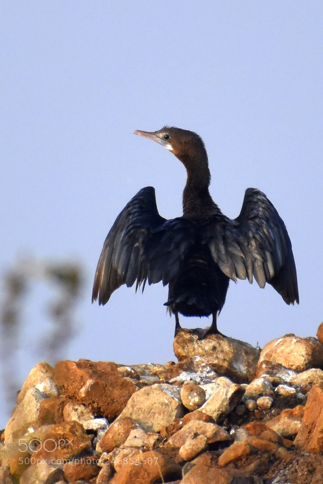 Nikon D7200 sample photo. Cormorant photography