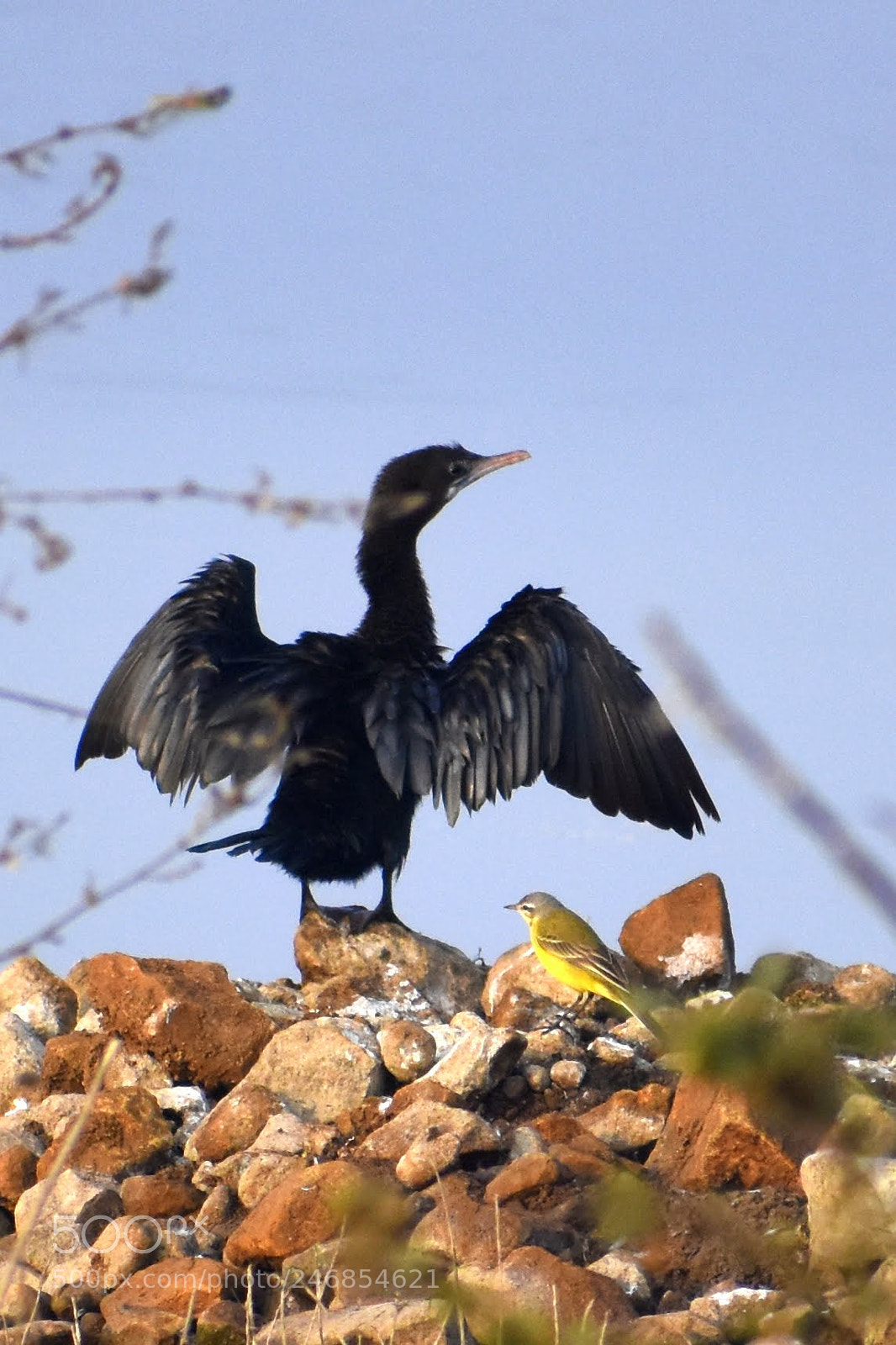 Nikon D7200 sample photo. Cormorant and wagtail photography