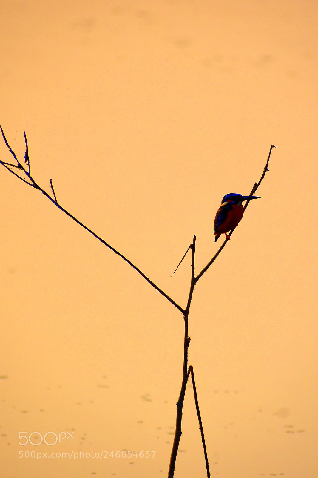 Nikon D7200 sample photo. Kingfisher photography