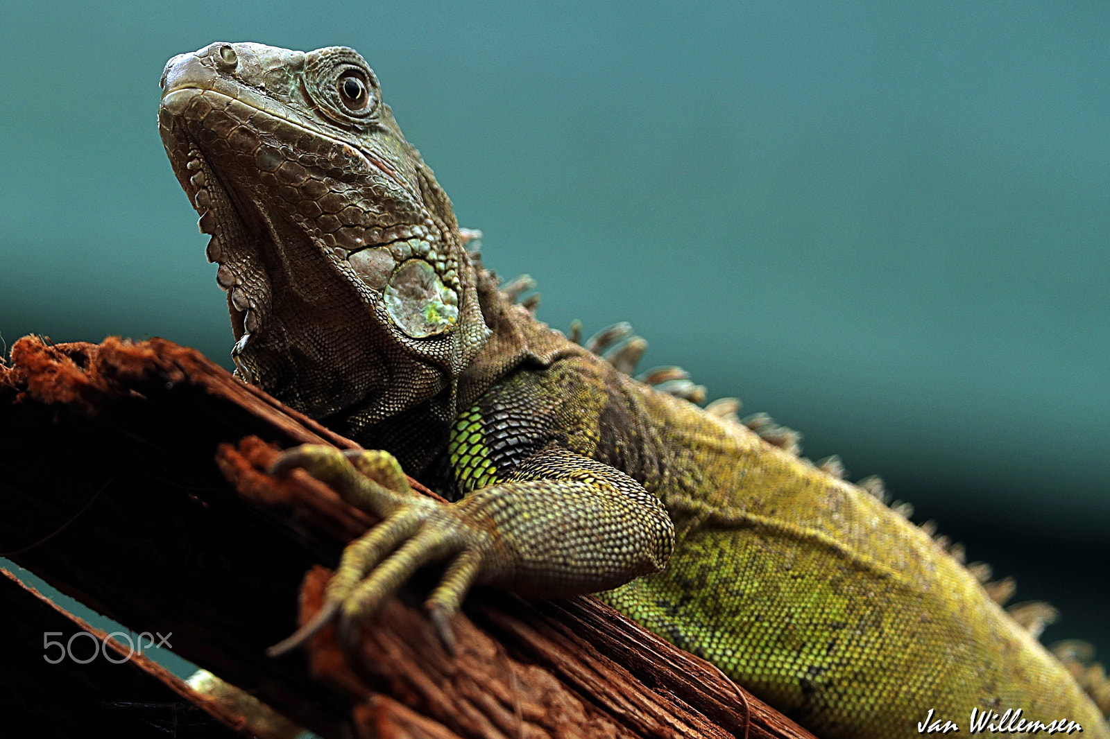 Canon EOS-1D X Mark II + Canon EF 300mm F2.8L IS II USM sample photo. Green iguana photography