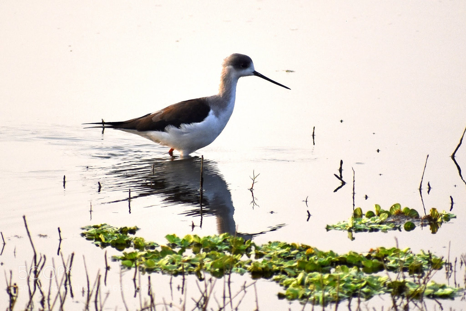 Nikon D7200 sample photo. Plover photography