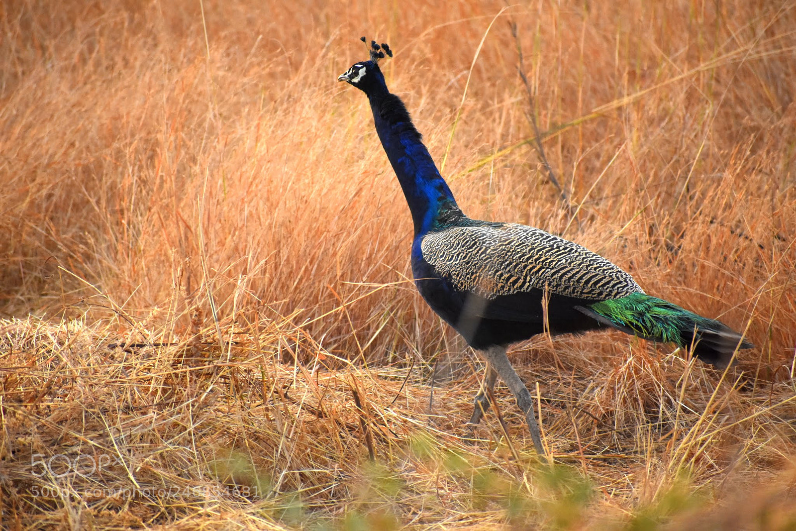 Nikon D7200 sample photo. Peacock photography