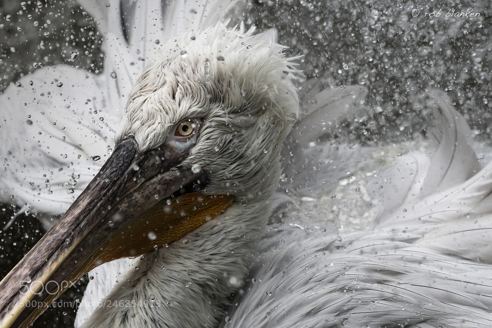 Nikon D500 sample photo. Dalmatian pelican photography