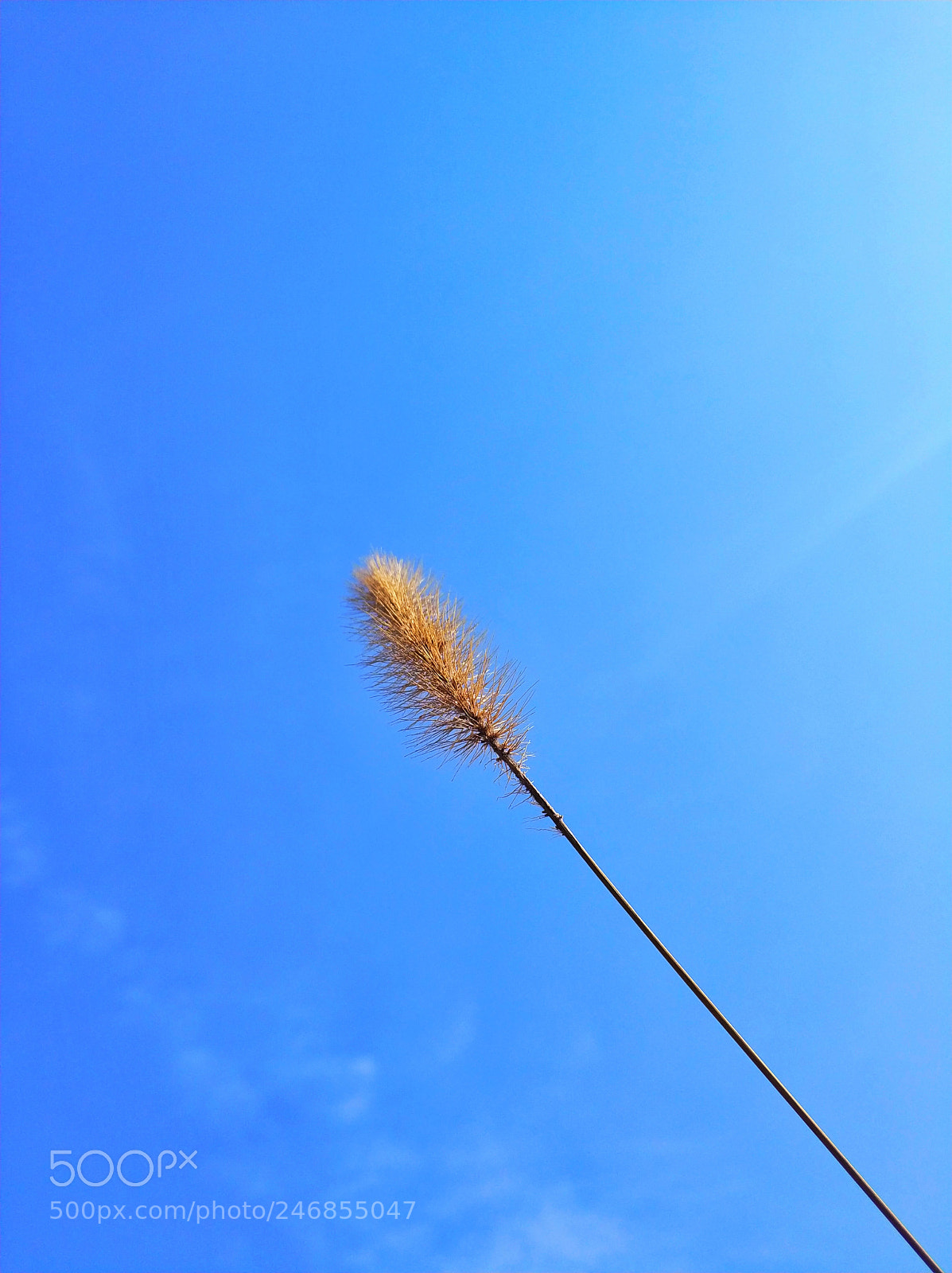 Xiaomi MI6 sample photo. Blue life photography