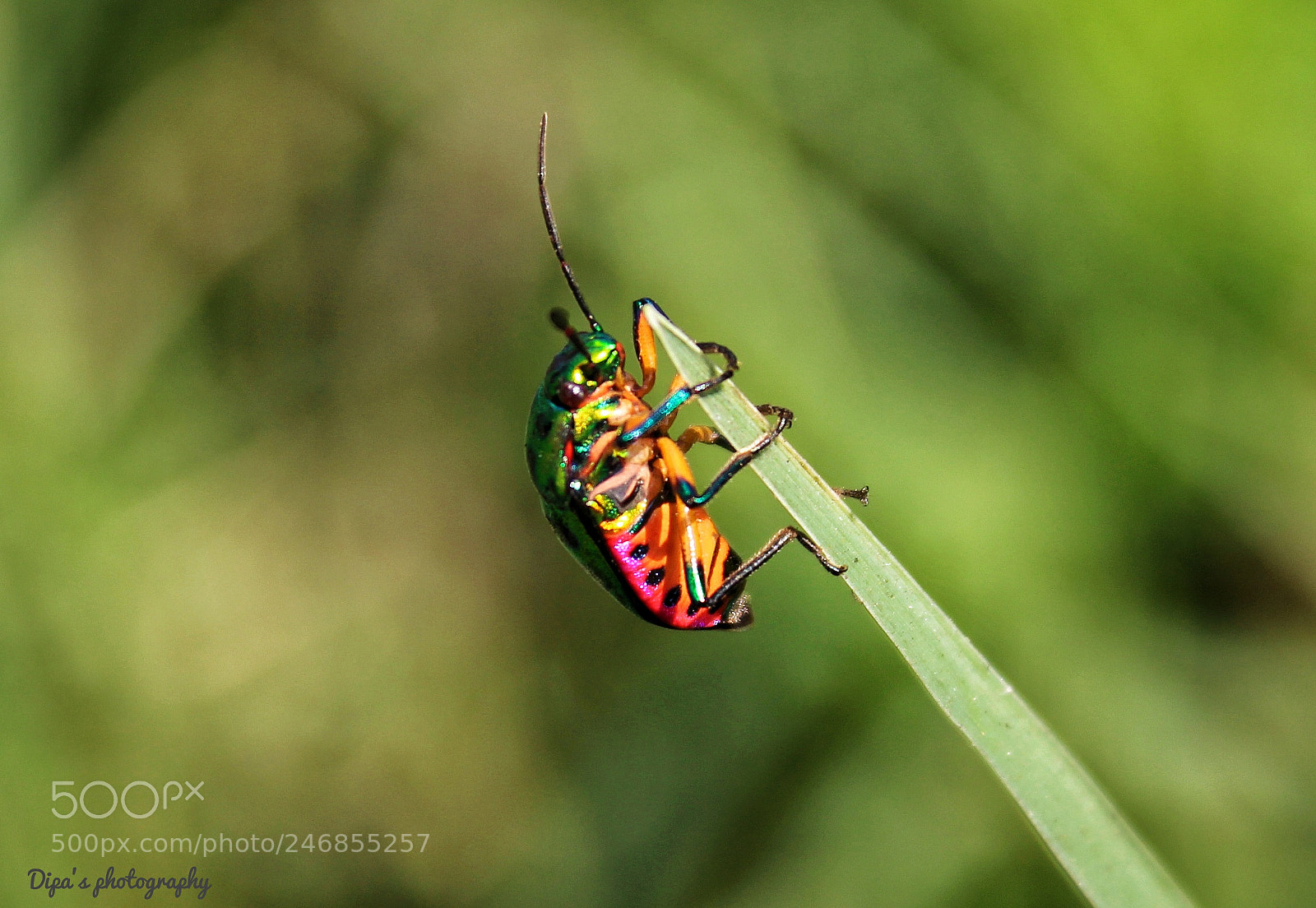 Canon EOS 700D (EOS Rebel T5i / EOS Kiss X7i) sample photo. Colourful photography