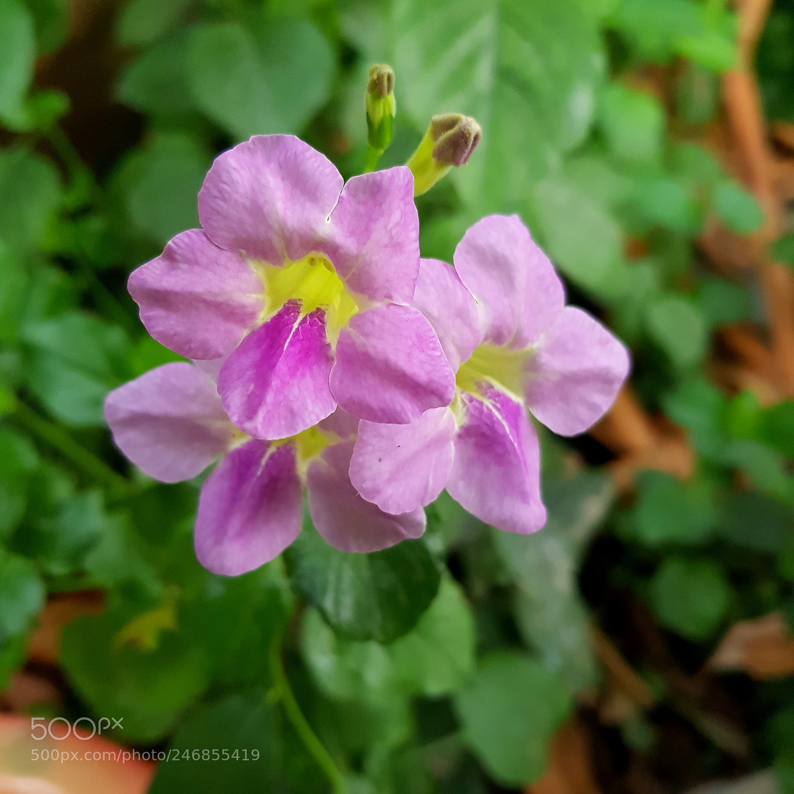 Samsung Galaxy S8 sample photo. Untitled photography