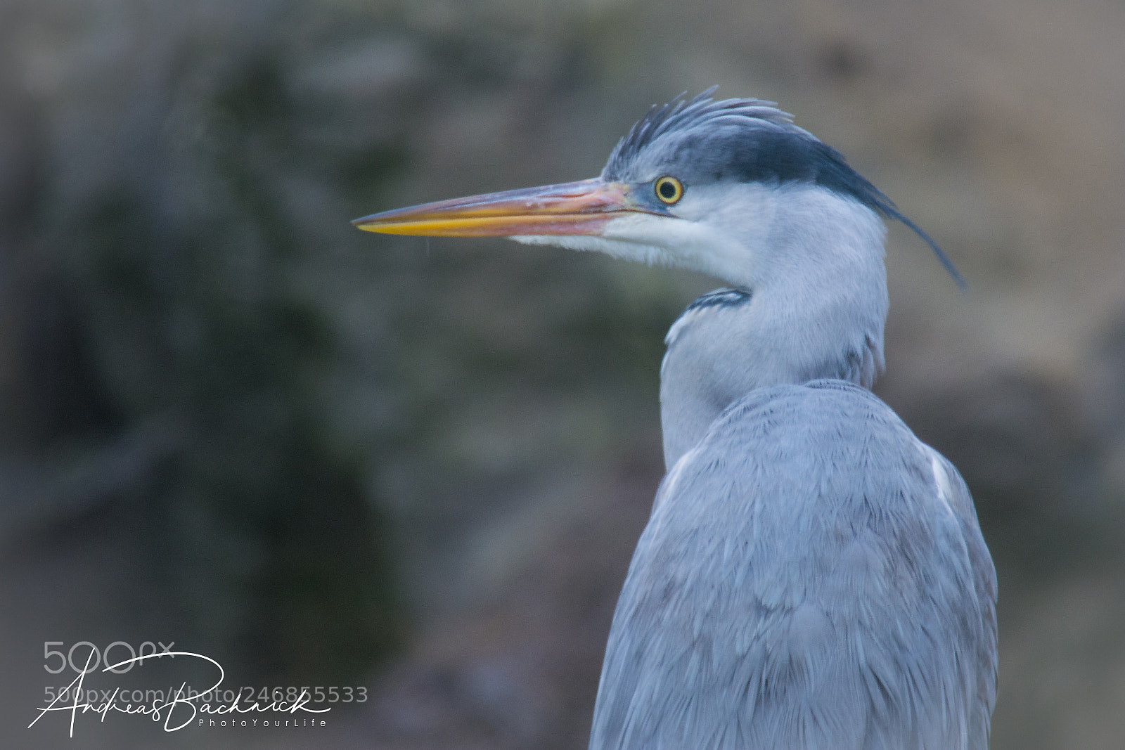 Nikon D5200 sample photo. "saw some fish?" photography
