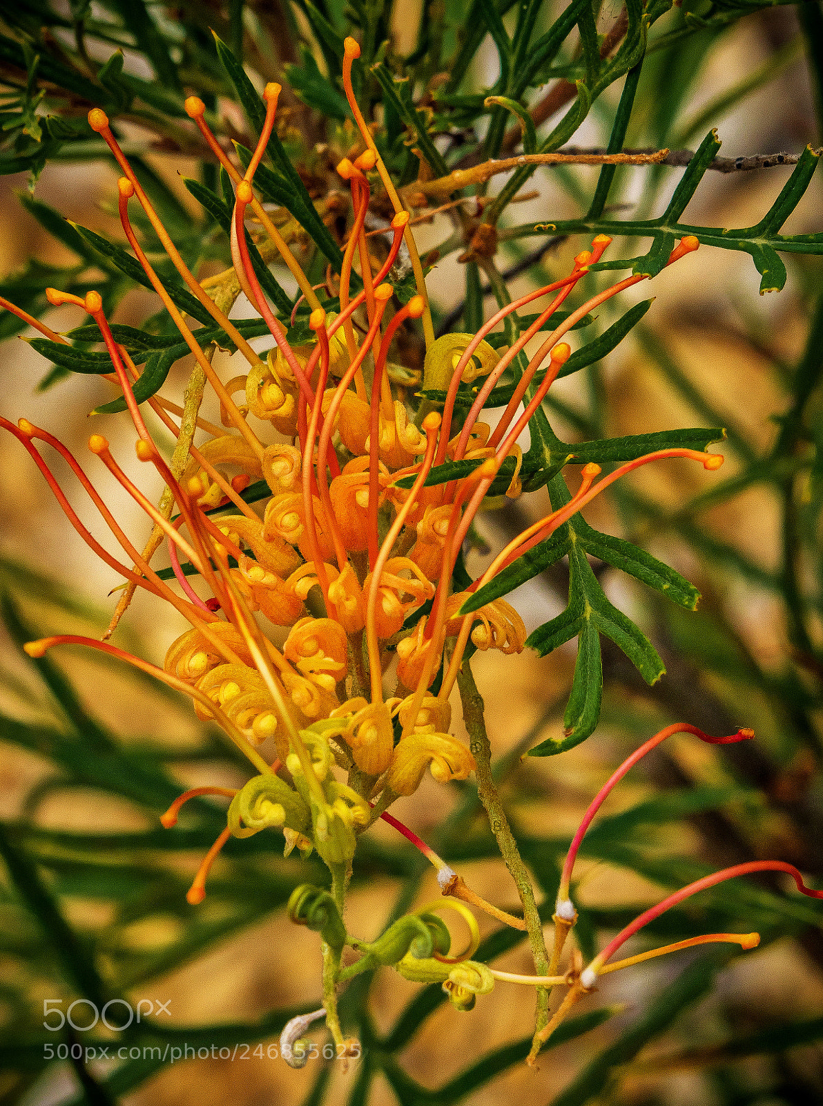 Olympus OM-D E-M1 sample photo. Orange photography