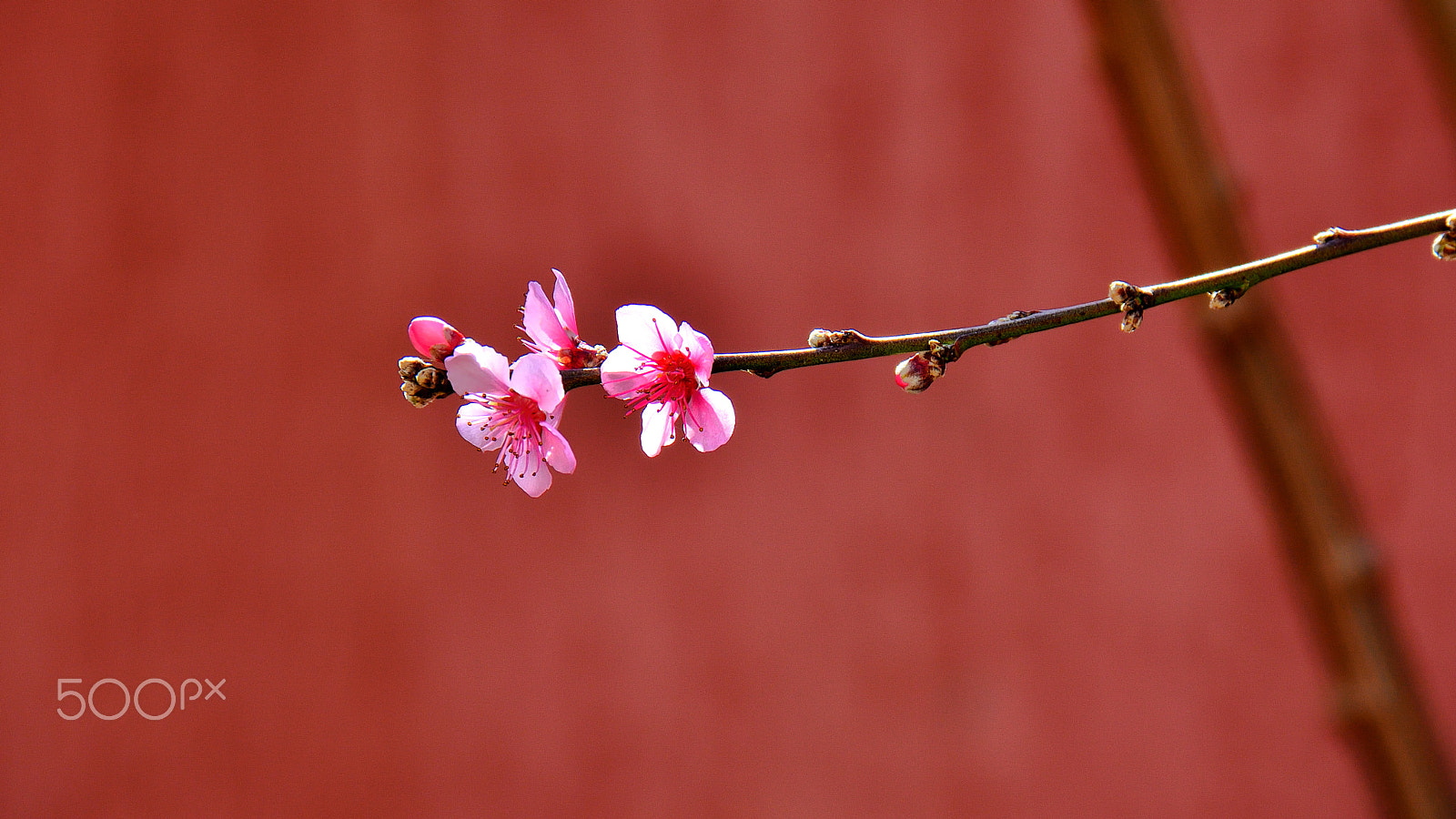 Nikon D5200 sample photo. Pêche et poésie photography
