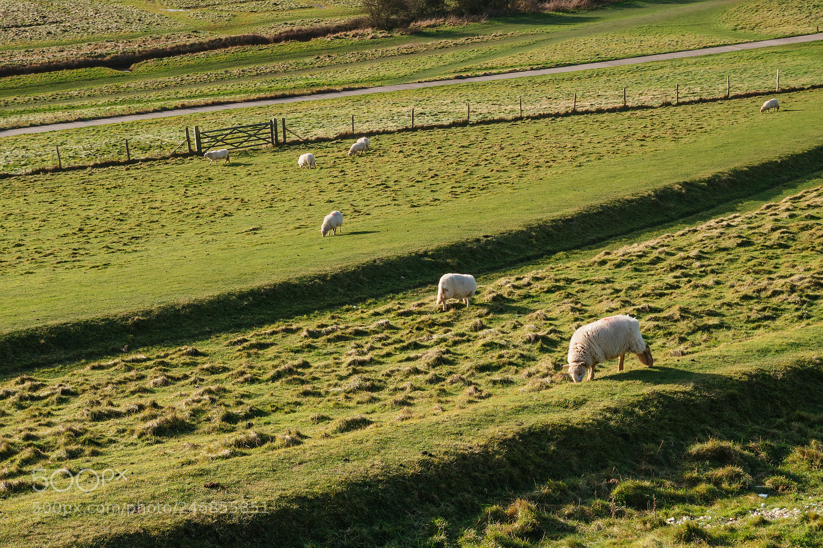 Panasonic Lumix DC-GH5 sample photo. Grassland photography