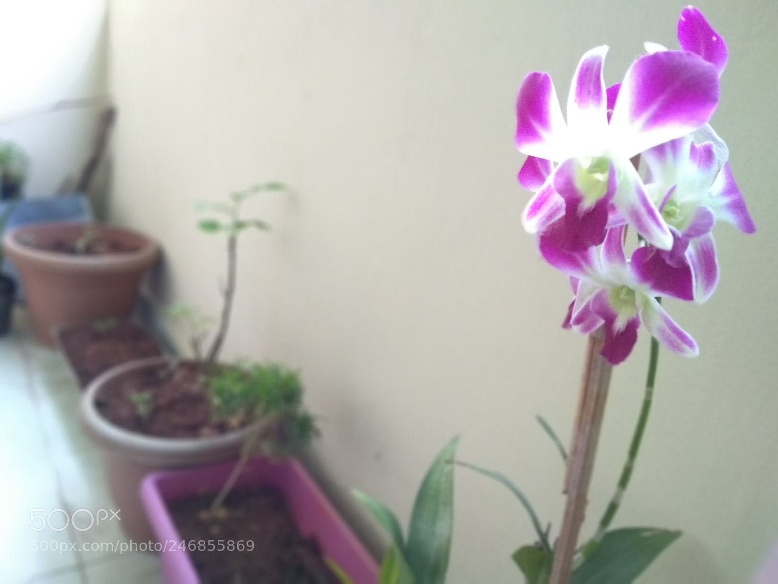 Motorola Moto G (5S) Plus sample photo. Orchids photography