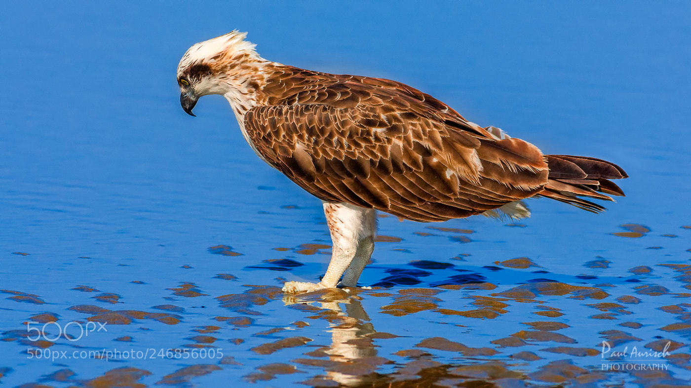 Nikon D500 sample photo. Osprey photography