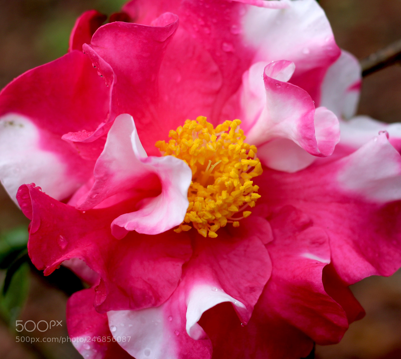 Canon EOS 100D (EOS Rebel SL1 / EOS Kiss X7) sample photo. Frank hauser variegated  photography