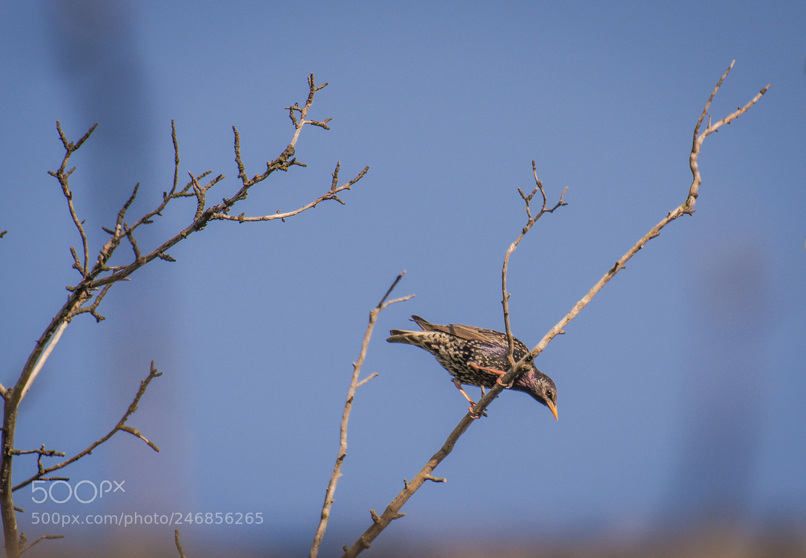 Nikon D5100 sample photo. Spring resident photography