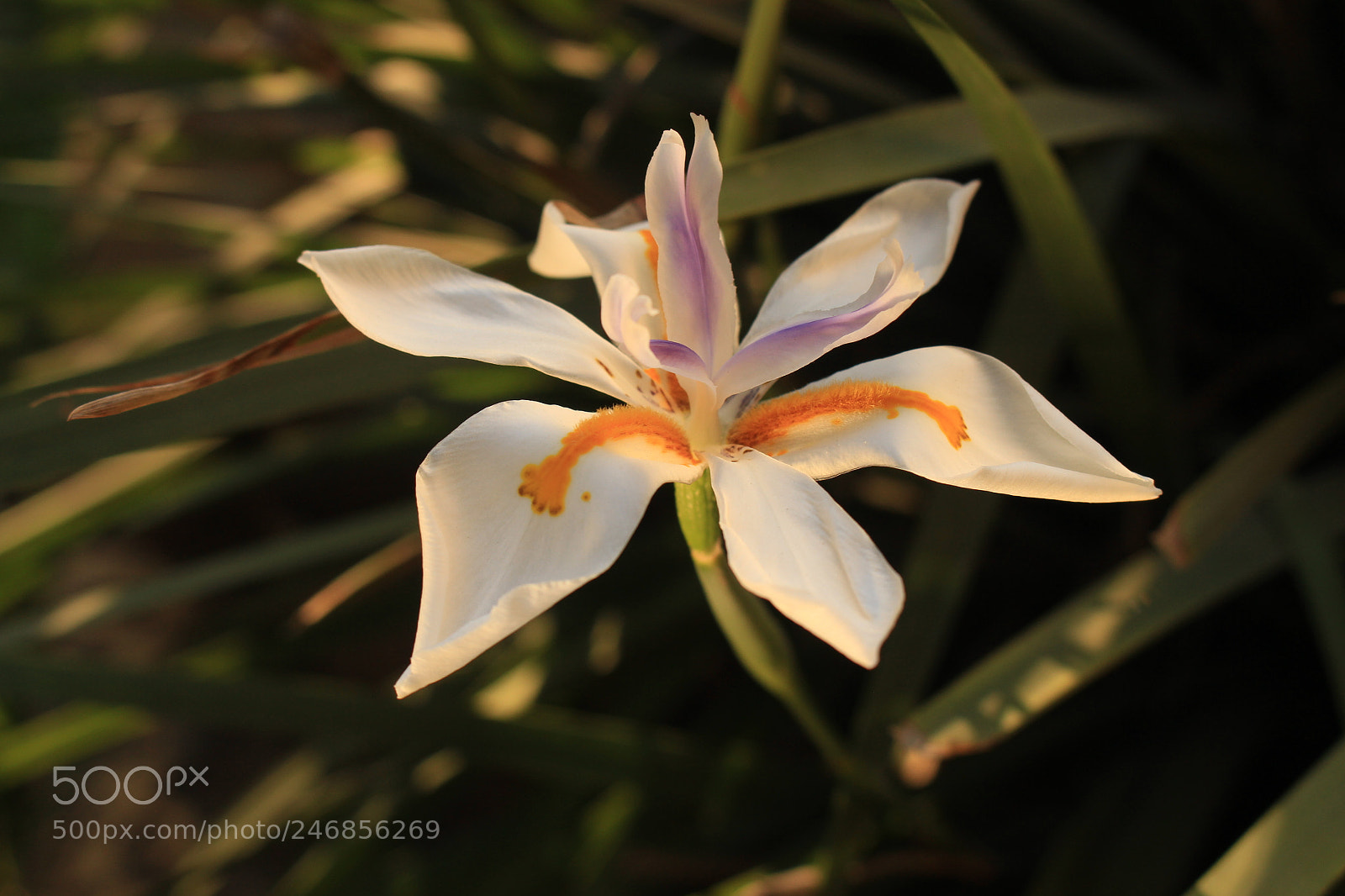 Canon EOS 700D (EOS Rebel T5i / EOS Kiss X7i) sample photo. Rayos de luz photography
