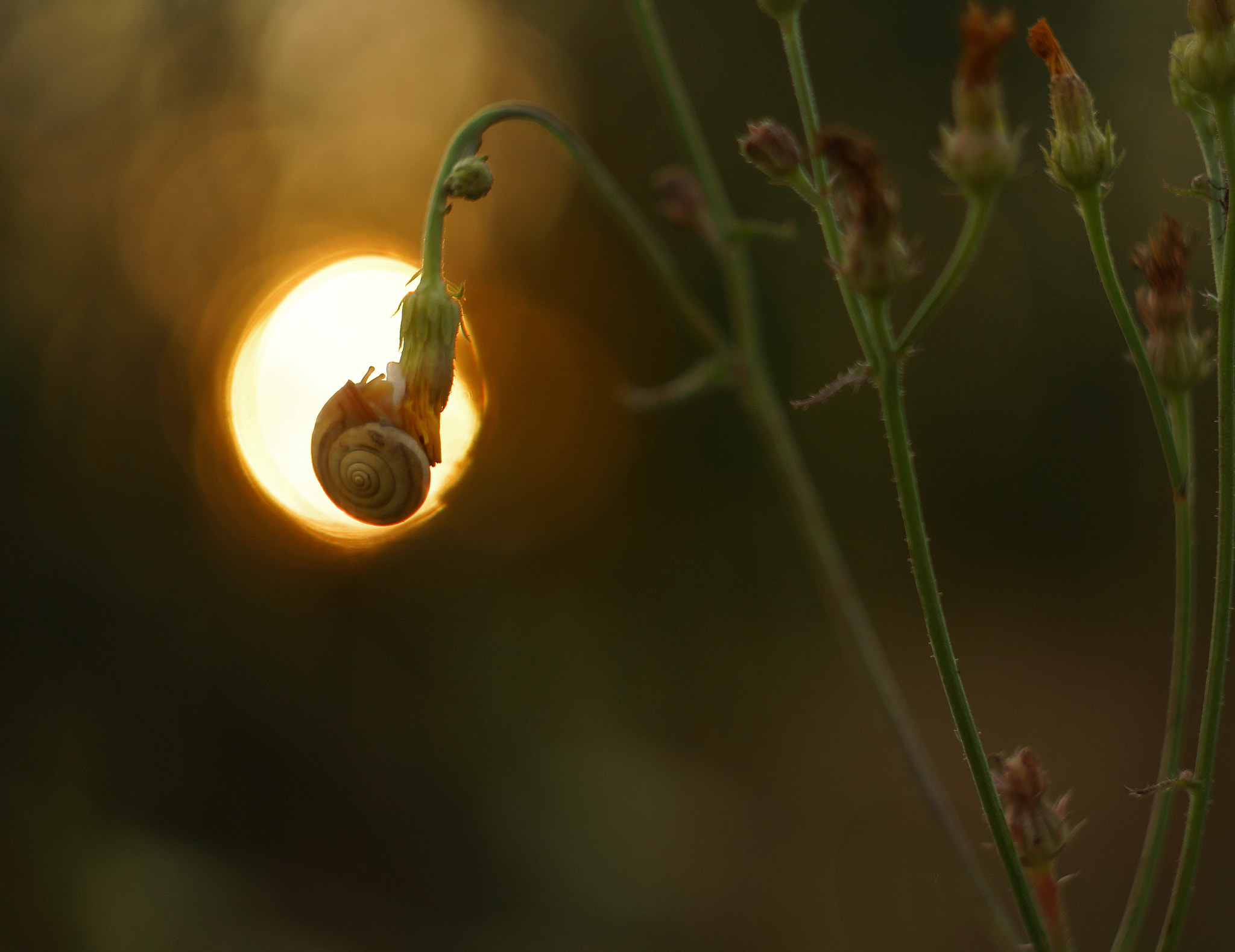 Sony SLT-A65 (SLT-A65V) + Minolta AF 50mm F1.7 sample photo. Good night everybody! photography