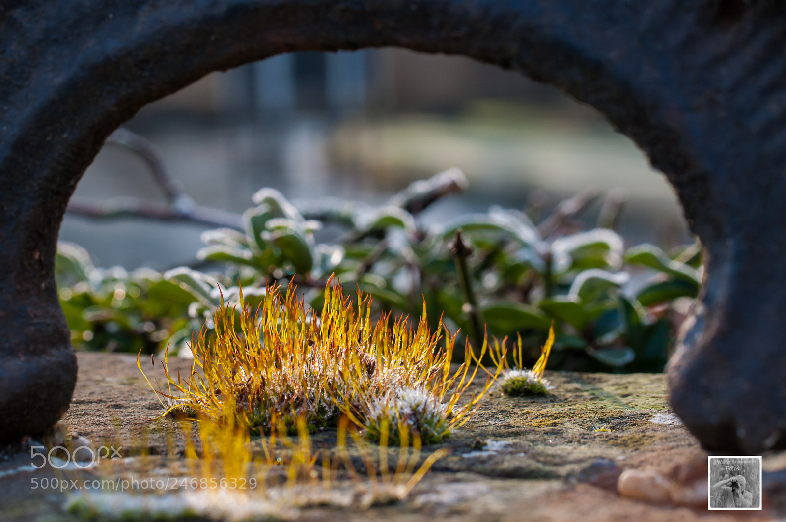 Nikon D5000 sample photo. Tamron 60mm 2.0 macro photography