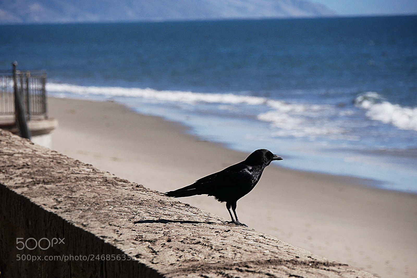 Panasonic Lumix DMC-GX85 (Lumix DMC-GX80 / Lumix DMC-GX7 Mark II) sample photo. Sea crow photography