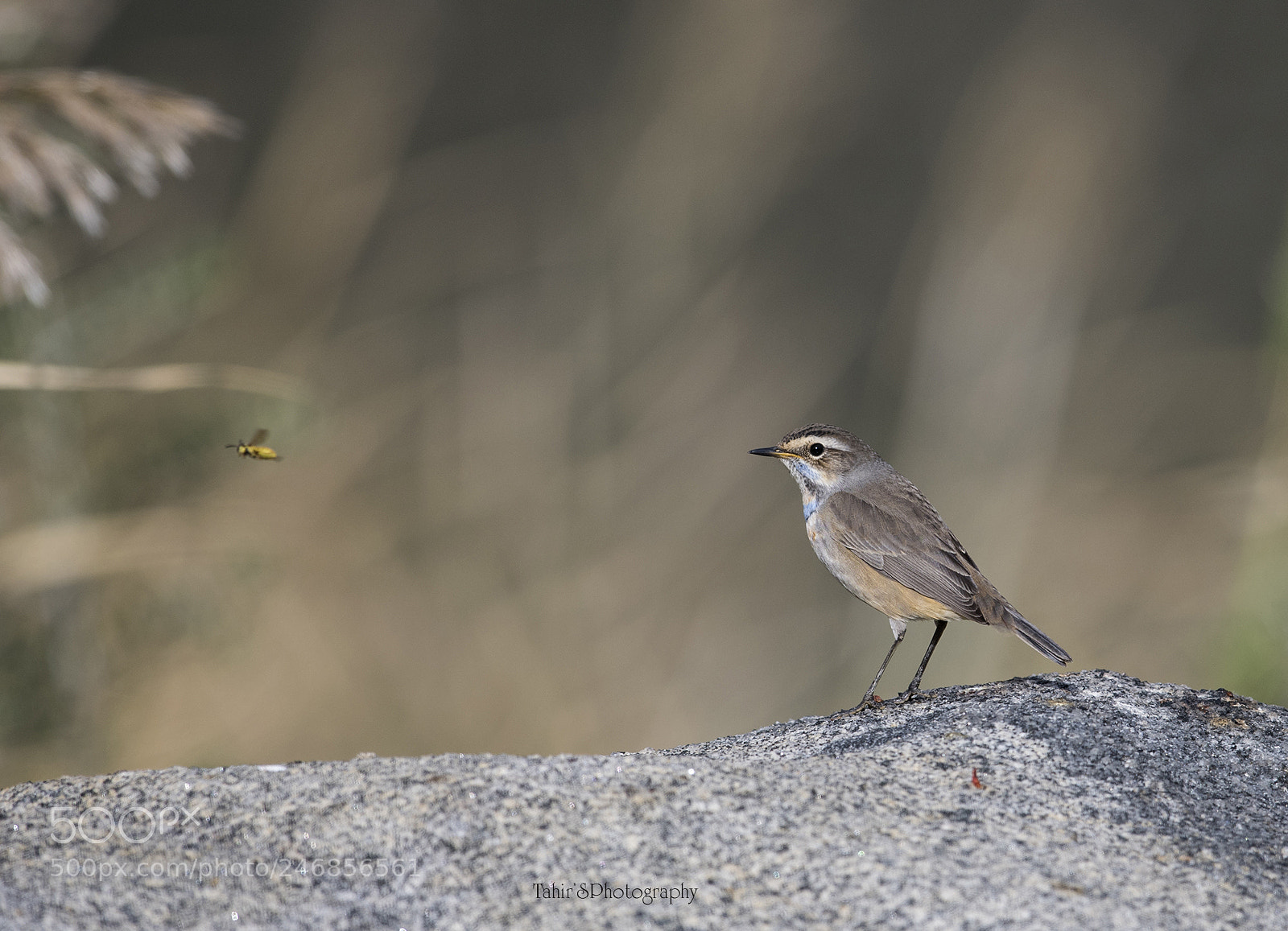 Nikon D500 sample photo. Bluethroat  looking at prey photography