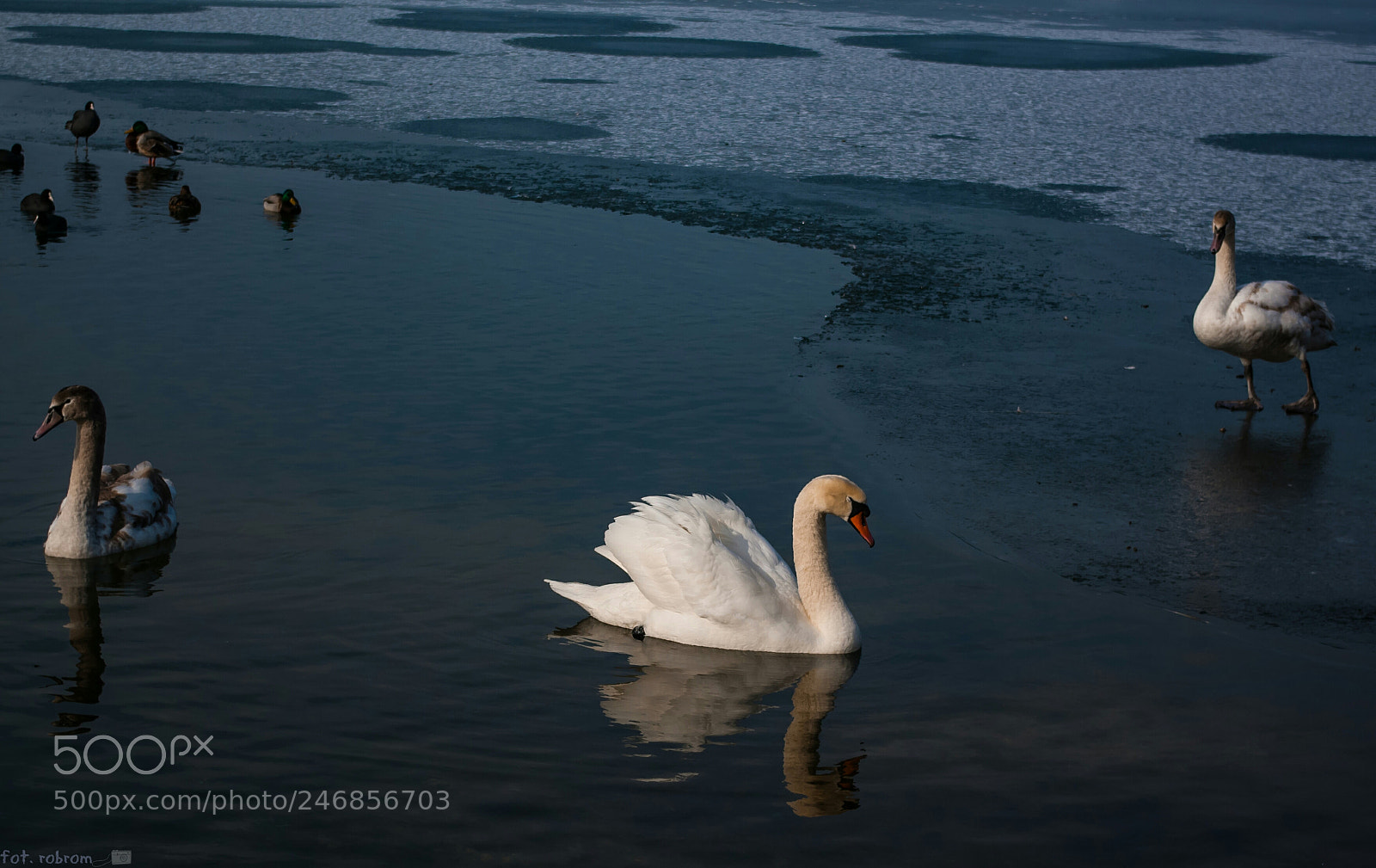 Pentax K10D sample photo. Swan photography