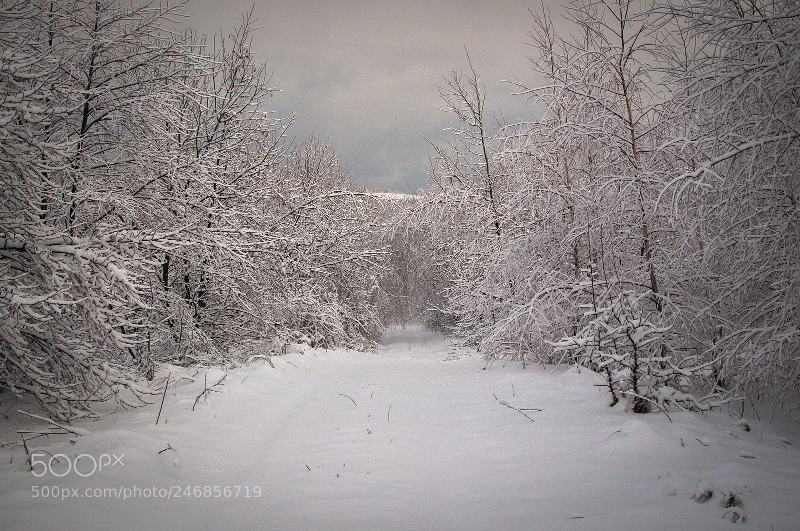 Nikon D5000 sample photo. Sunny transcarpathia photography