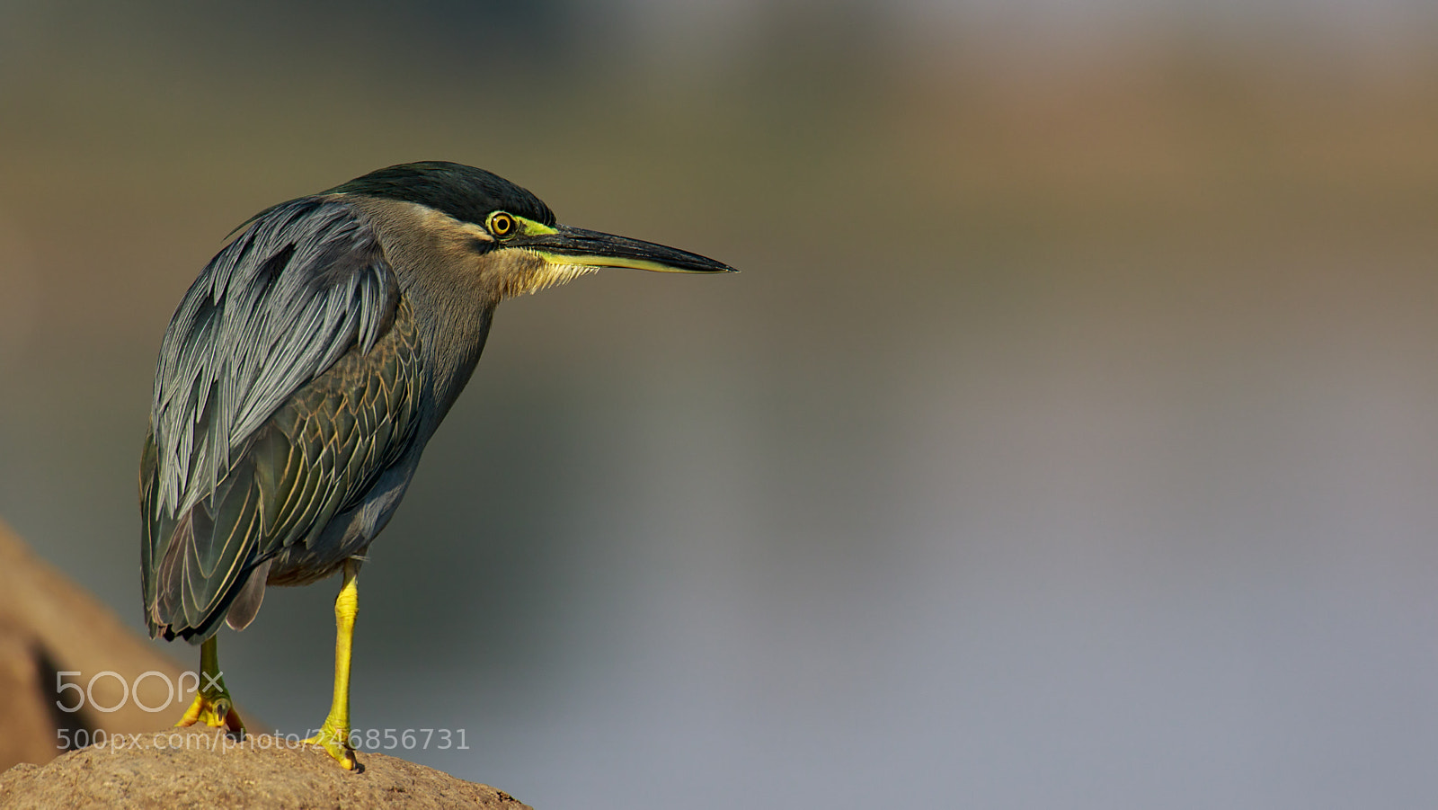 Canon EOS 7D Mark II sample photo. Striated heron photography