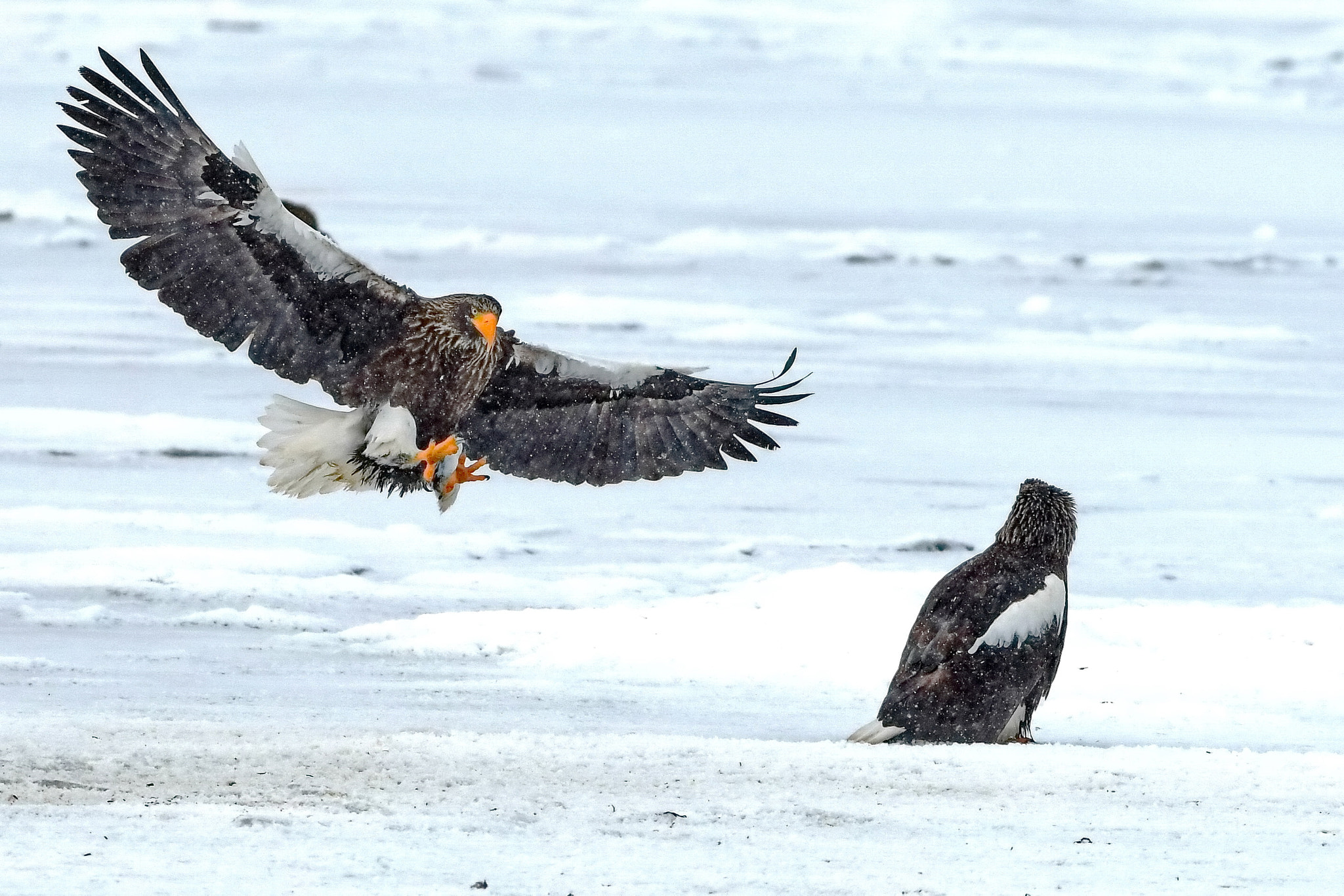 Nikon AF-S Nikkor 300mm F2.8G ED VR II sample photo