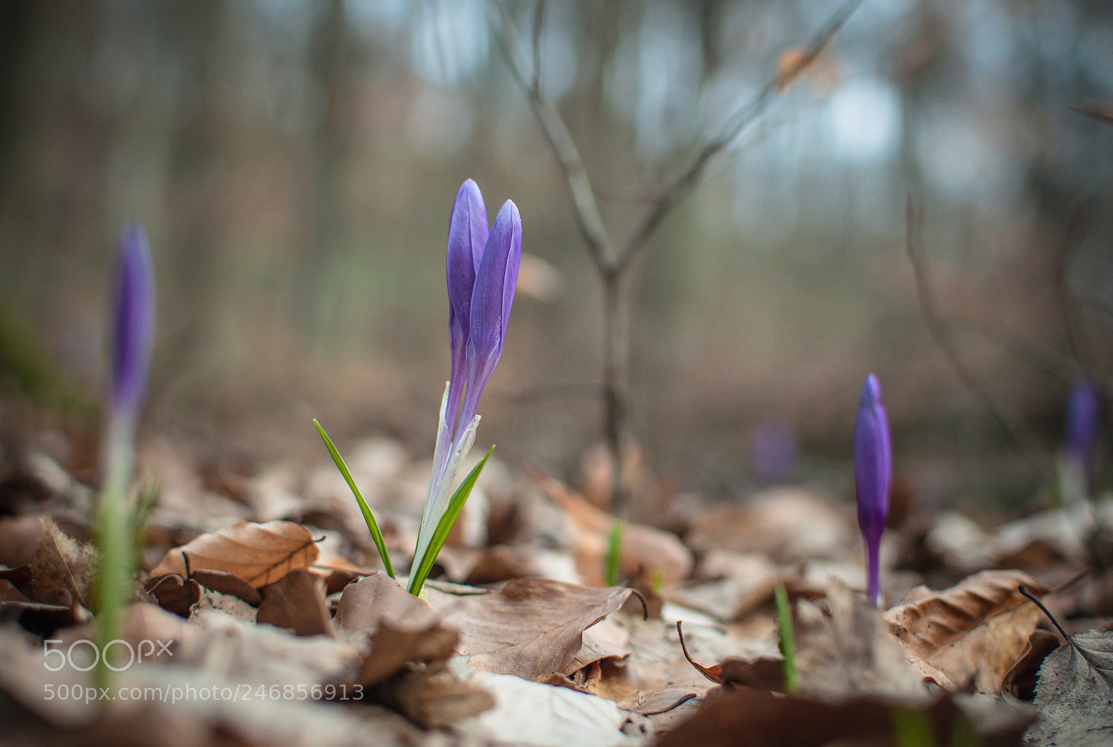 Nikon D5000 sample photo. First meeting photography