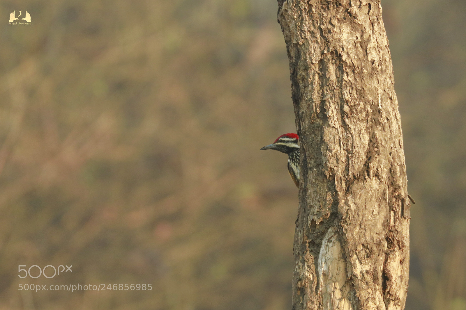 Canon EOS 750D (EOS Rebel T6i / EOS Kiss X8i) sample photo. Woodpecker photography