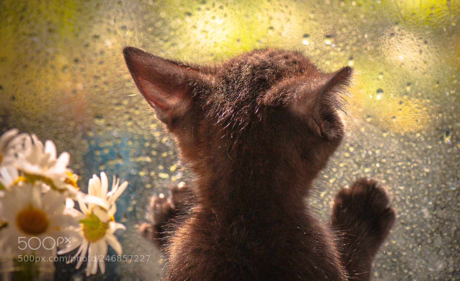 Nikon D5000 sample photo. Ryska's daughter photography