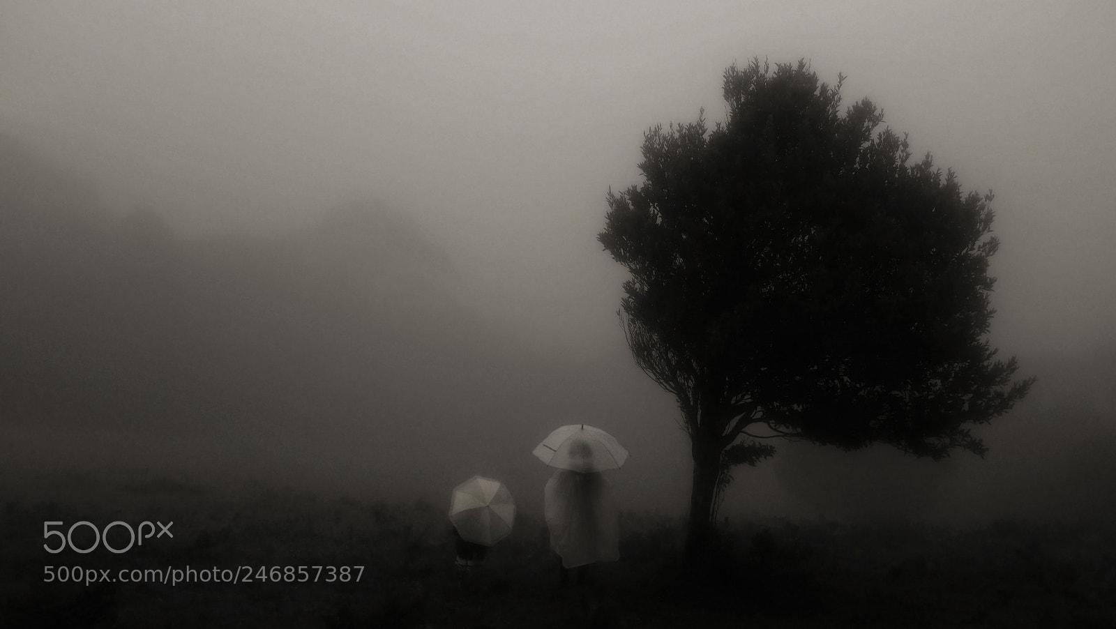 Fujifilm X100S sample photo. Misty christmas photography