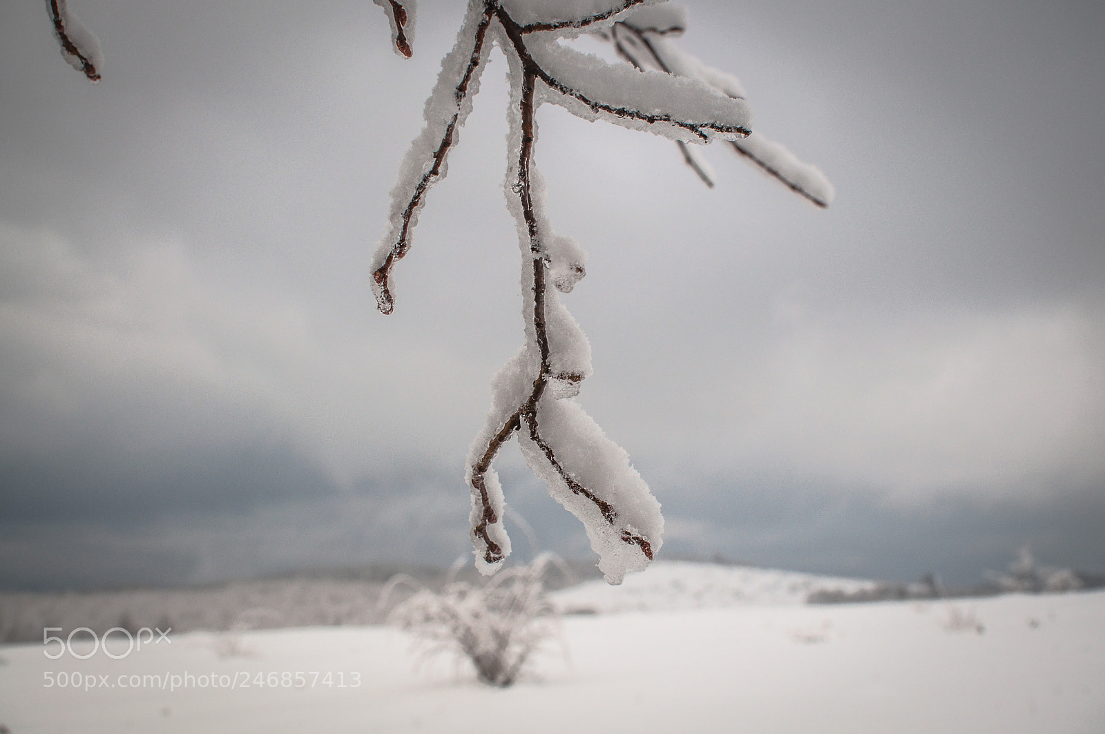 Nikon D5000 sample photo. Big foot  photography