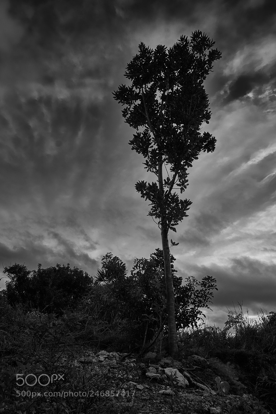Sony a6300 sample photo. Tree silhouette photography