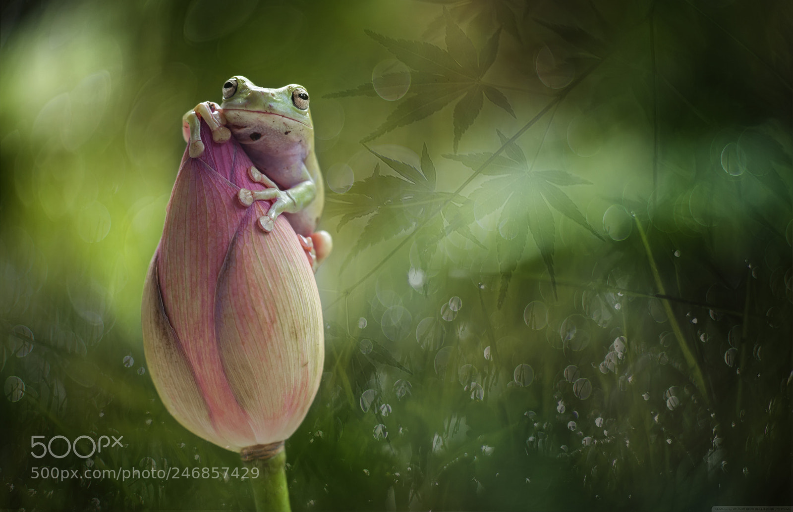 Nikon D800 sample photo. Frog, flower, dumpy frog photography
