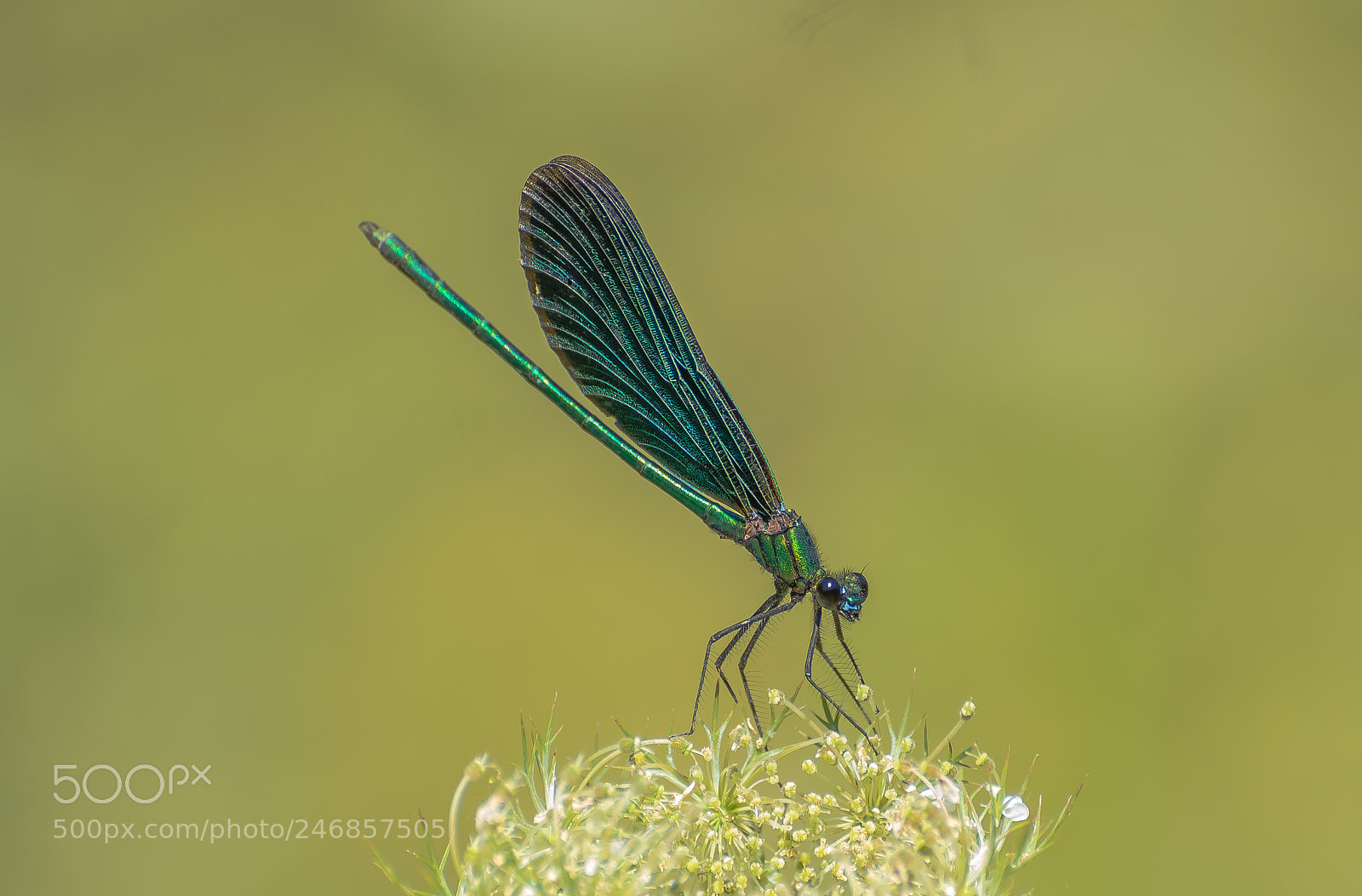 Nikon D5100 sample photo. Ballerina in the green photography