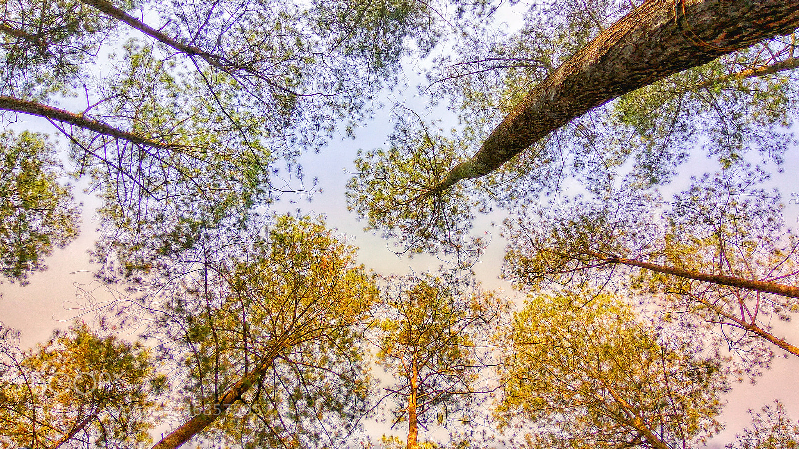 Xiaomi Redmi Note3 sample photo. Trees upward photography