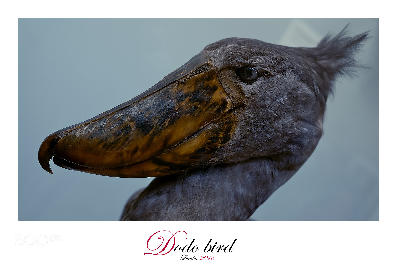 Fujifilm X-T1 sample photo. Dodo bird photography