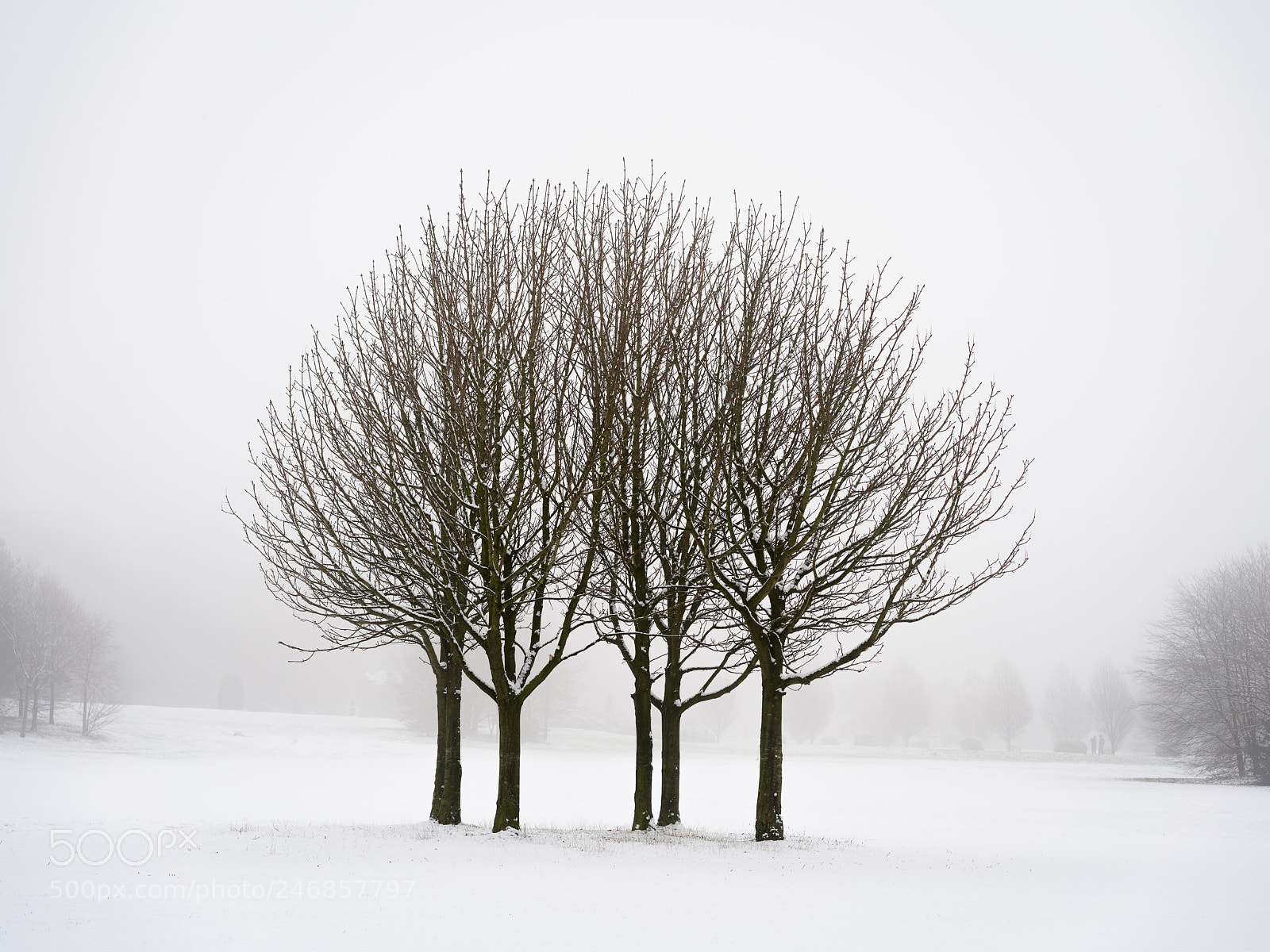 Sony a7R II sample photo. Winter trees photography