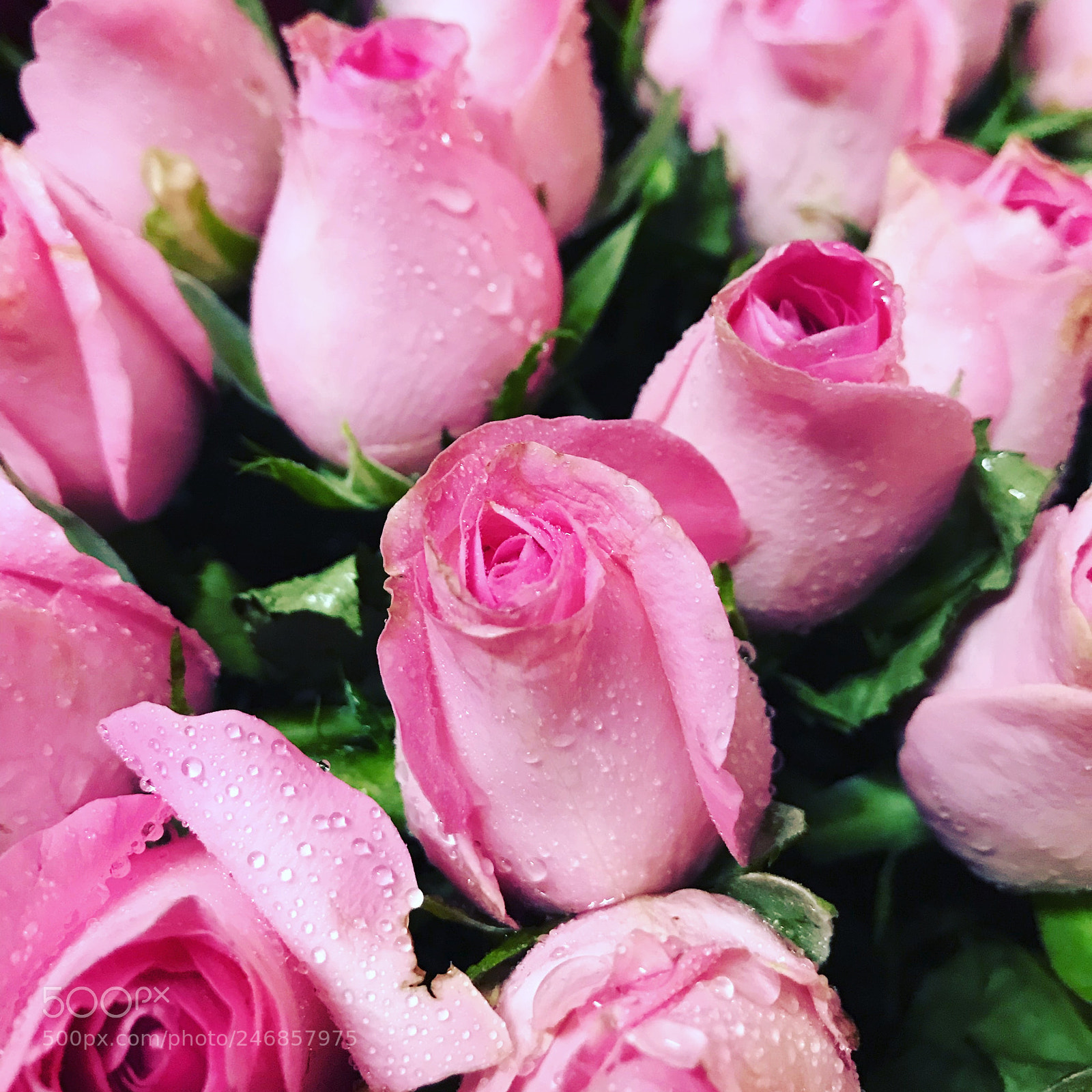 Apple iPhone 7 Plus sample photo. Roses photography